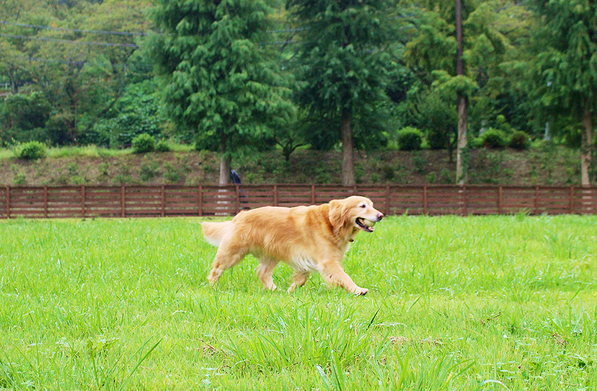 わんダフルネイチャーヴィレッジ 自然と癒しをテーマに愛犬と自然との共生を体験できる