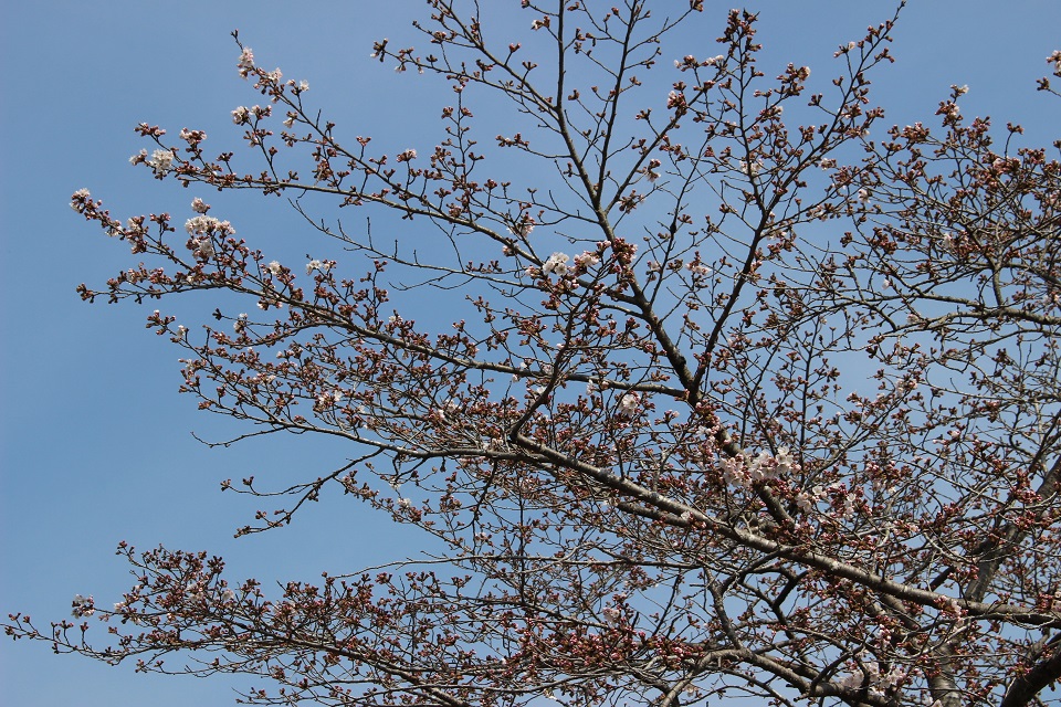 花ブログ　桜の枝