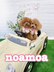 noamoa（4/19出店）