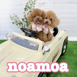 noamoa（10/19・11/23出店）