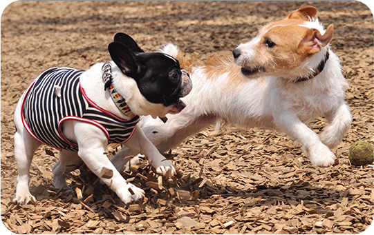 犬の社会人デビュー