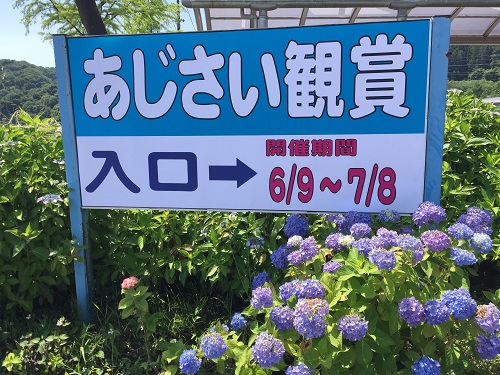 明日より 第44回あじさい観賞 開催 わんダフルな花便り Wonderful Nature Village