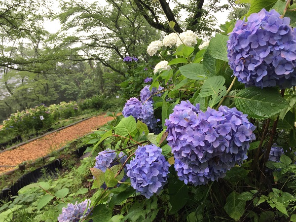 6月30日 日 あじさいの様子 わんダフルな花便り Wonderful Nature Village