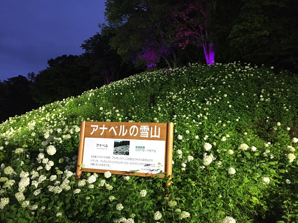 愛しき純白のあじさい ナイトアナベル開催 わんダフルな花便り Wonderful Nature Village