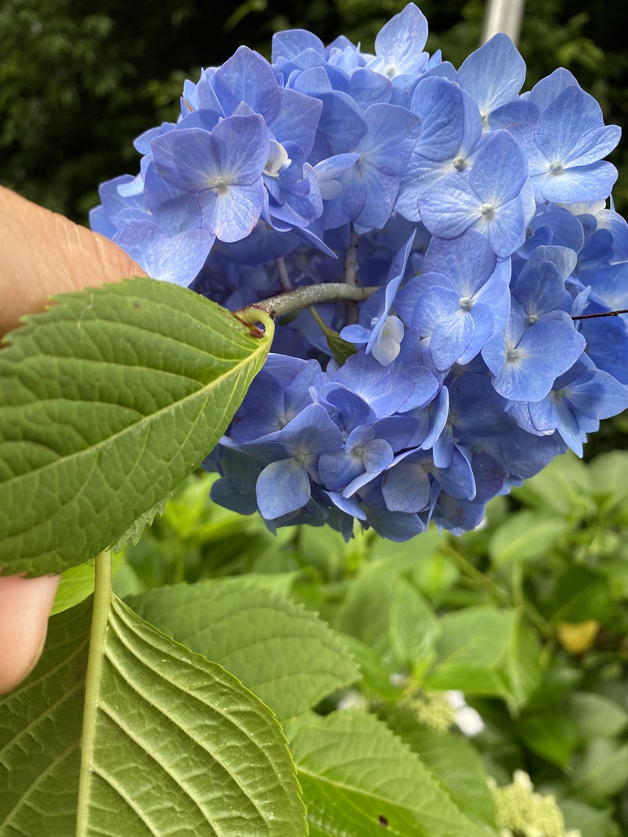 あじさい豆知識 わんダフルな花便り Wonderful Nature Village