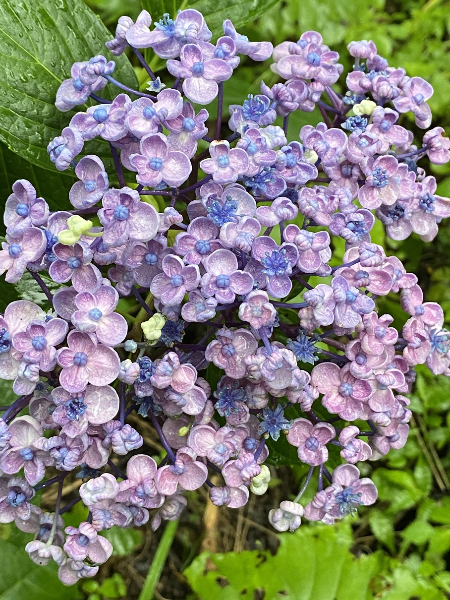 ハートの紫陽花 わんダフルな花便り Wonderful Nature Village ハートの紫陽花 わんダフルな花便り Wonderful Nature Village