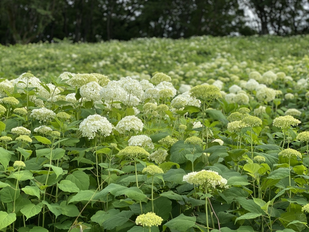 Wnvあじさい園の品種紹介no7 名無しのピンク わんダフルな花便り Wonderful Nature Village