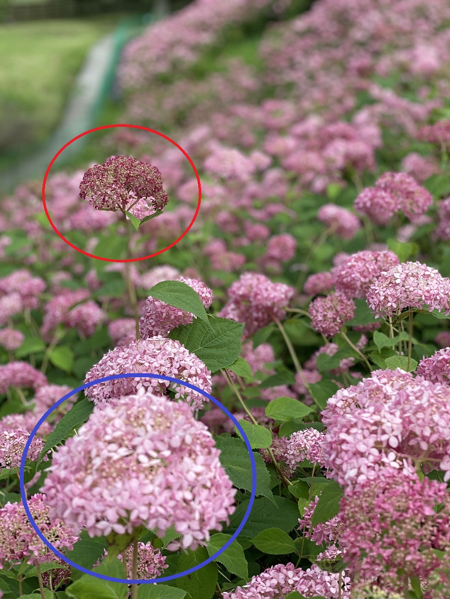 あじさい豆知識 わんダフルな花便り Wonderful Nature Village