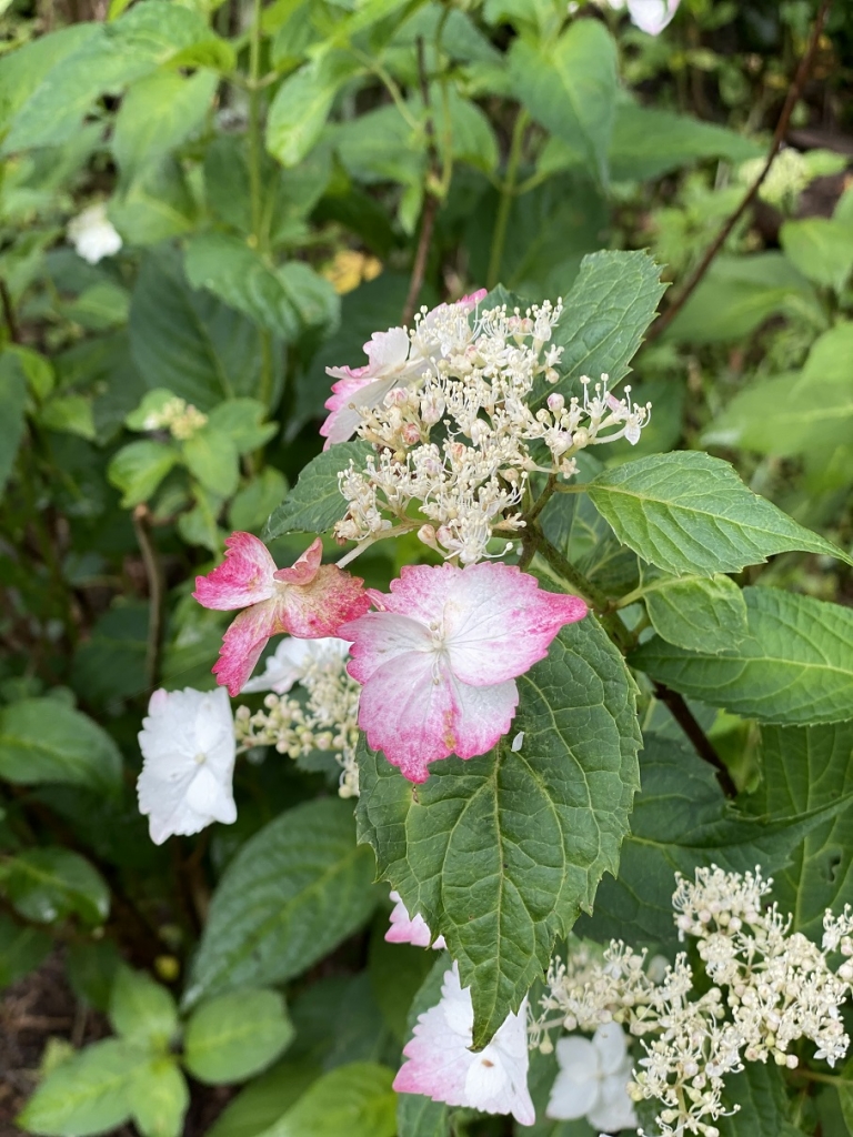 Wnvあじさい園の品種紹介no6 ベニガク わんダフルな花便り Wonderful Nature Village