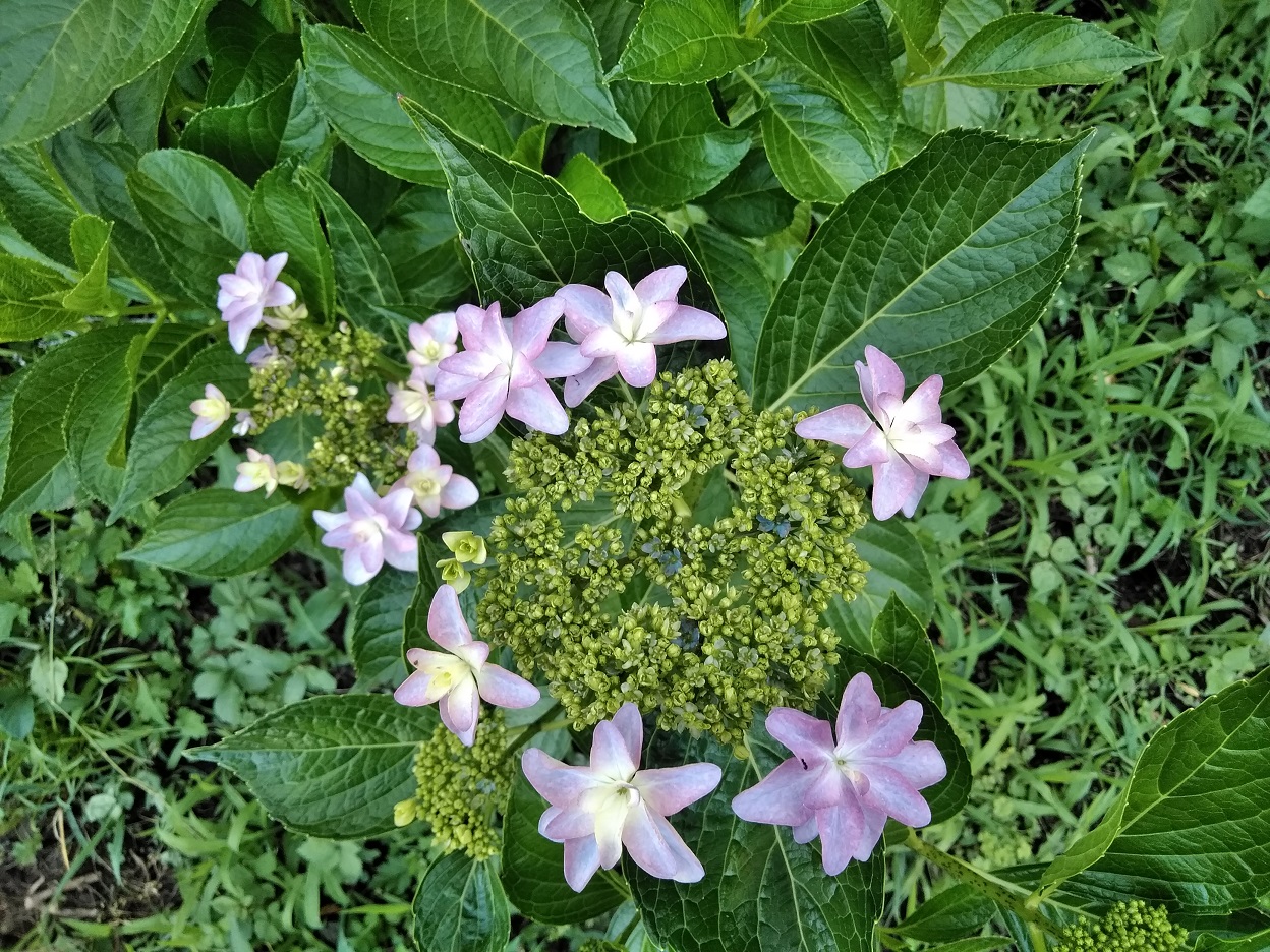 Wnvあじさい園の品種紹介no8 ダンスパーティー わんダフルな花便り Wonderful Nature Village