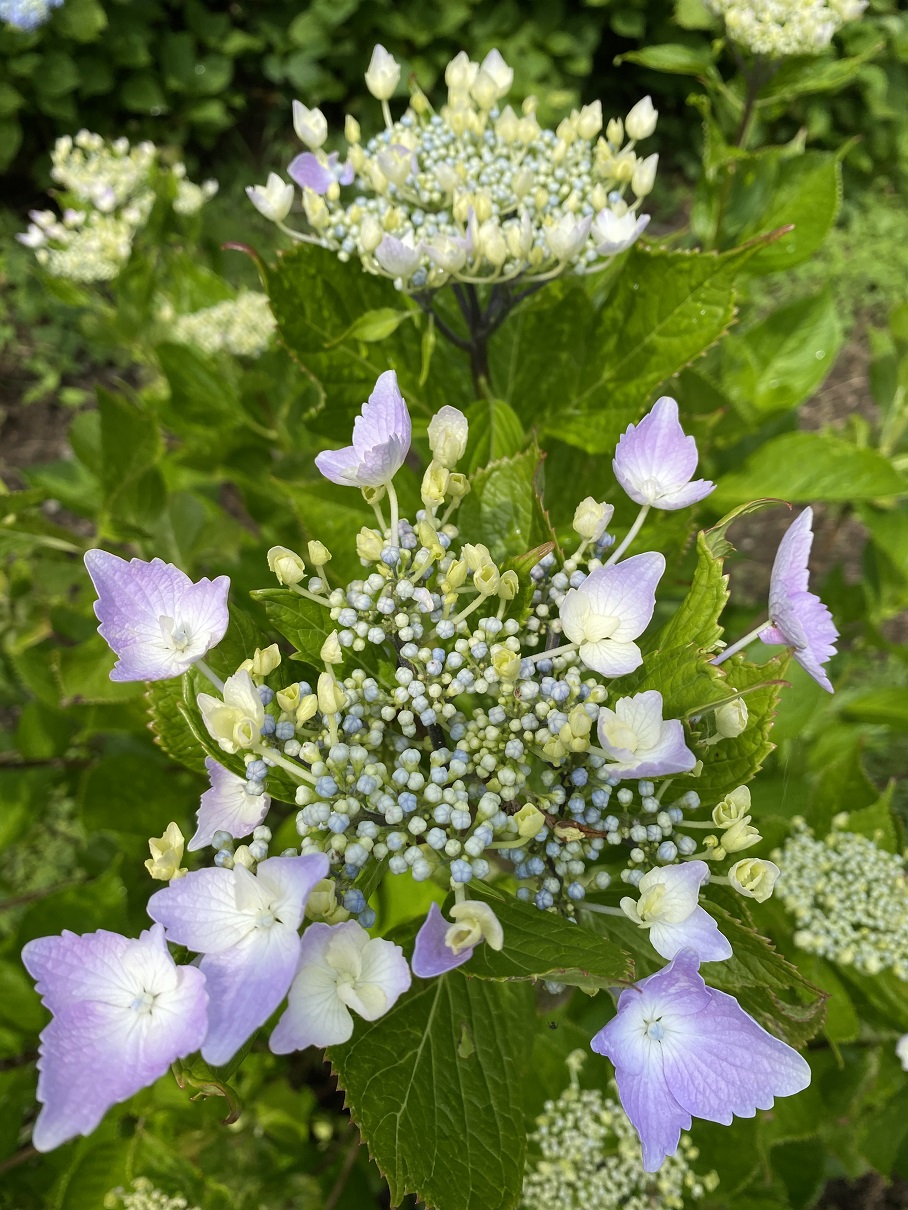 WNVあじさい園の品種紹介No4 | わんダフルな花便り~Wonderful Nature
