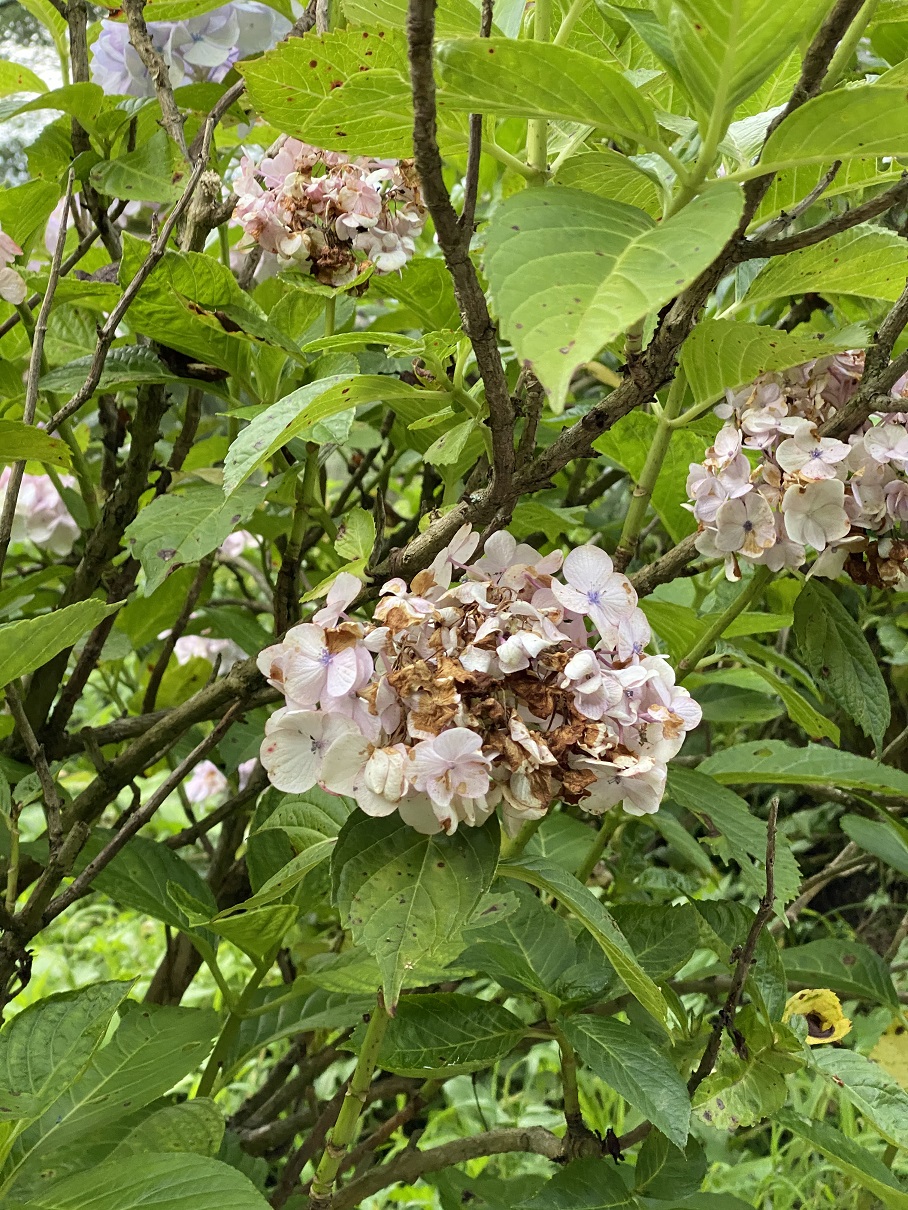 アジサイの剪定はいつやるの にお答えします わんダフルな花便り Wonderful Nature Village アジサイの剪定はいつやるの にお答えします わんダフルな花便り Wonderful Nature Village