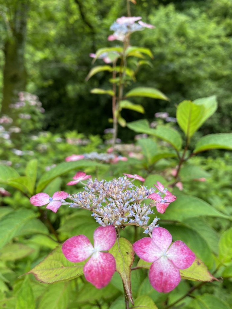 7月2日はおやすみです わんダフルな花便り Wonderful Nature Village