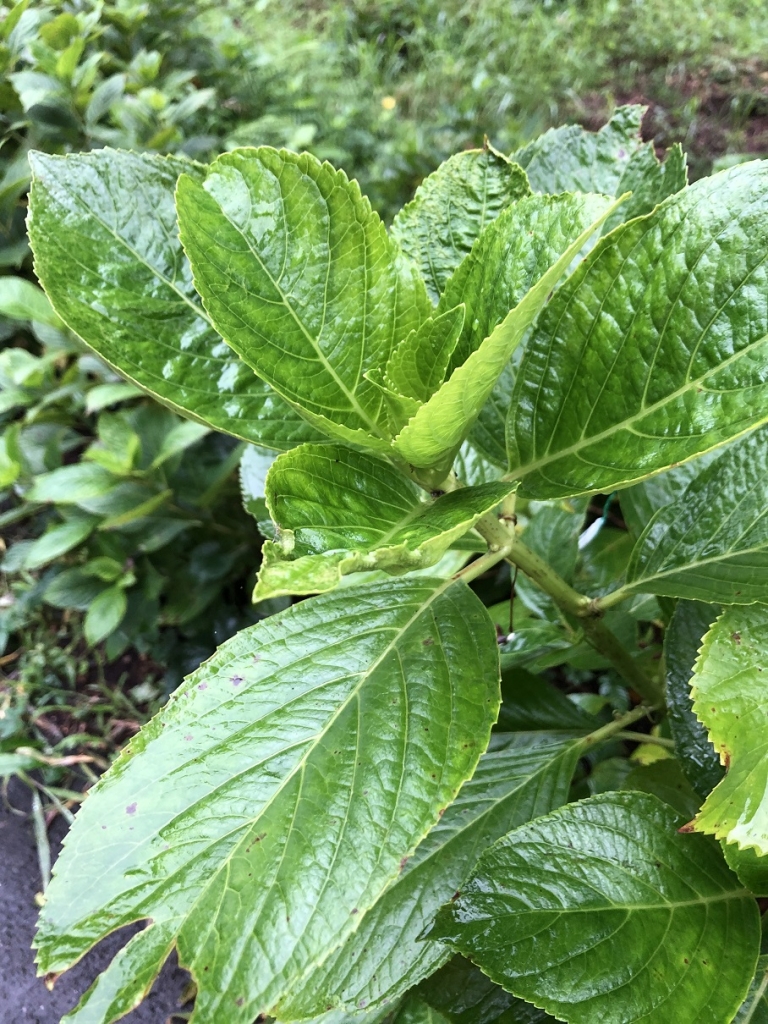 剪定 切り戻しについて わんダフルな花便り Wonderful Nature Village