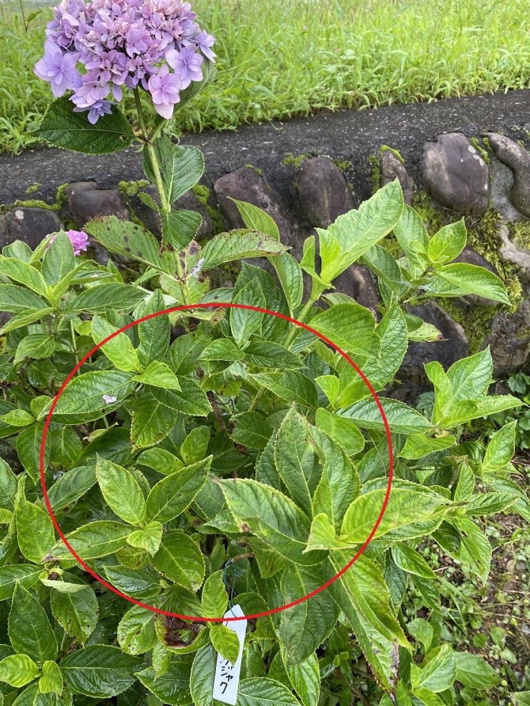 剪定 切り戻しについて わんダフルな花便り Wonderful Nature Village