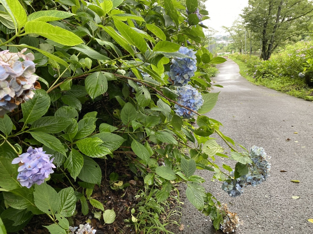 剪定 切り戻しについて わんダフルな花便り Wonderful Nature Village