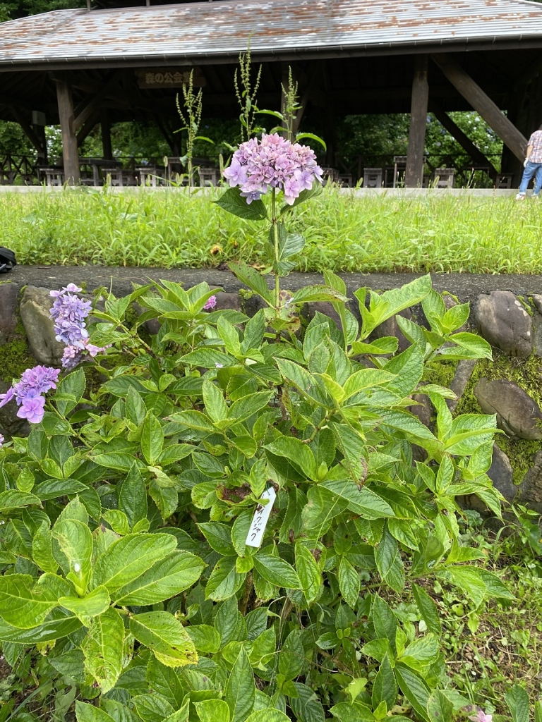 剪定 切り戻しについて わんダフルな花便り Wonderful Nature Village