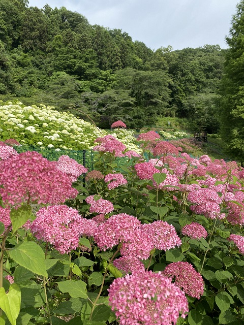 21年度あじさいの開花状況 わんダフルな花便り Wonderful Nature Village